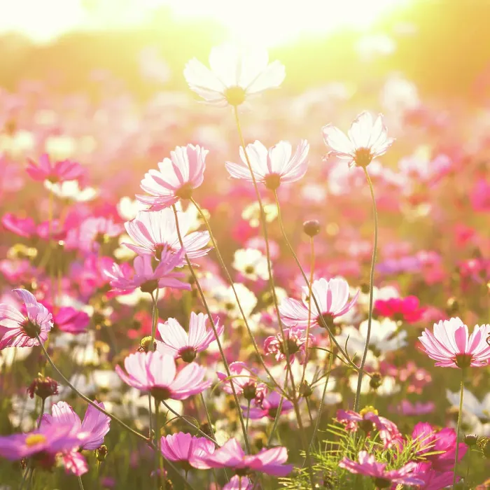 Framed Print : Cosmos flower under sunlight in the field Framed Print : Cosmos flower under sunlight in the field