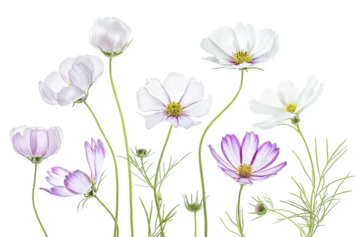 Framed Print : Cosmos flowers