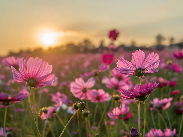 cosmos, pink, fields, wild, bright, garden, colorful, plant, spring, blooming, calm
