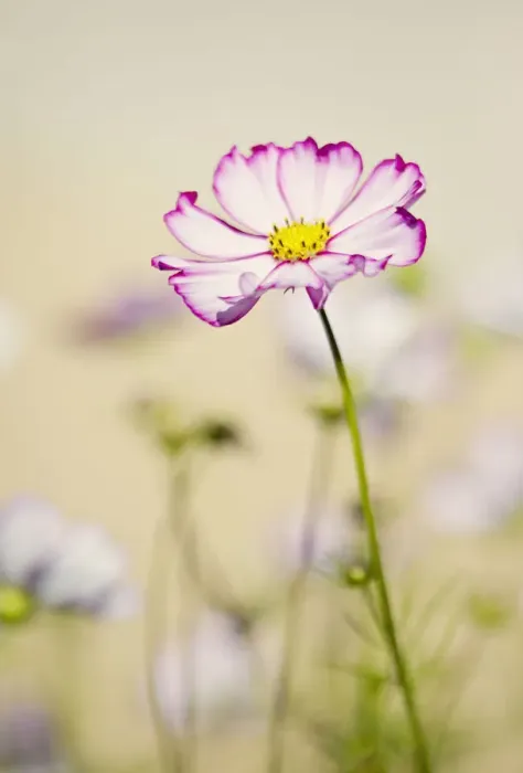 Framed Print : Cosmos in soft sunshine Framed Print : Cosmos in soft sunshine