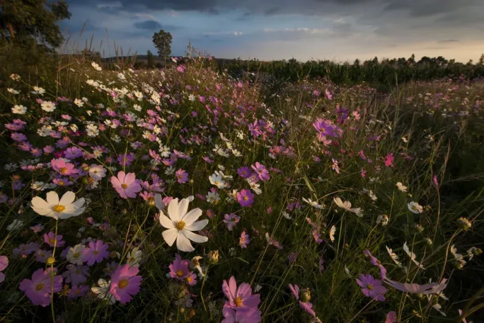 Framed Print : Cosmos wildflowers (Bidens formosa) at sunset in a farm field in Magaliesburg, Gauteng Province, South Africa Framed Print : Cosmos wildflowers (Bidens formosa) at sunset in a farm field in Magaliesburg, Gauteng Province, South Africa