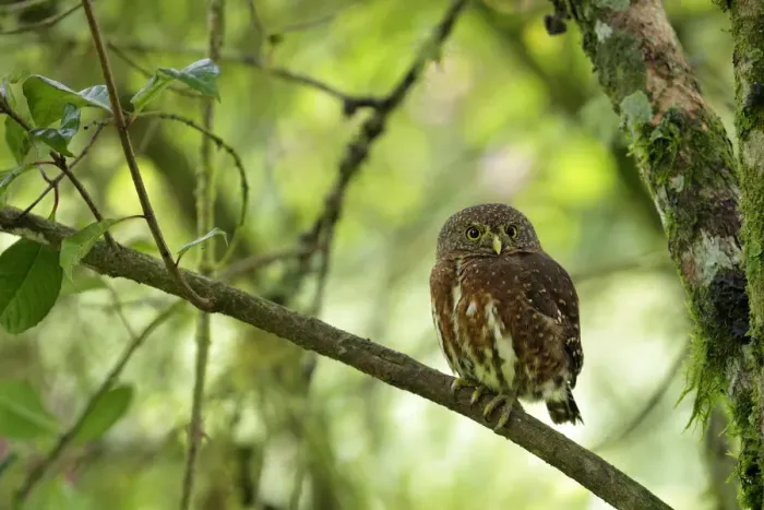 Framed Print : Costa Rican Pygmy-Owl Framed Print : Costa Rican Pygmy-Owl