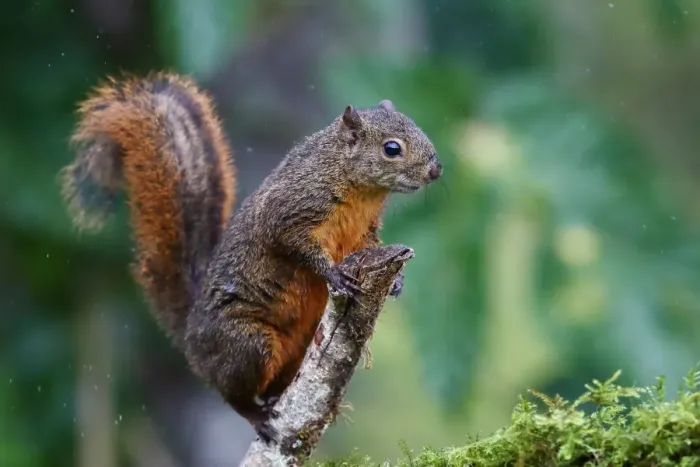 Framed Print : Costa Rican Squirrel