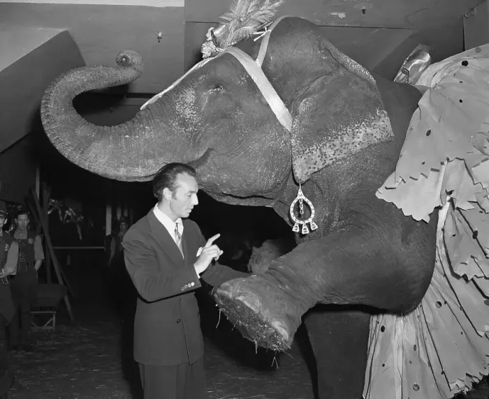 Framed Print : Costumed Elephant Raising His Leg to His Dance Teacher Framed Print : Costumed Elephant Raising His Leg to His Dance Teacher