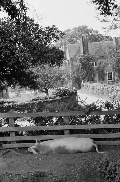 Framed Print : A Cottage With Pig Framed Print : A Cottage With Pig