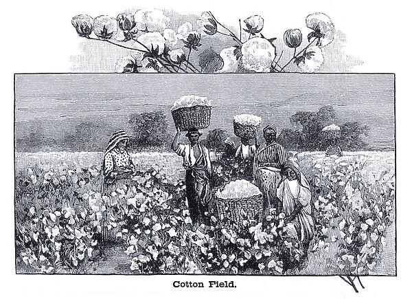 Cotton field engraving 1896