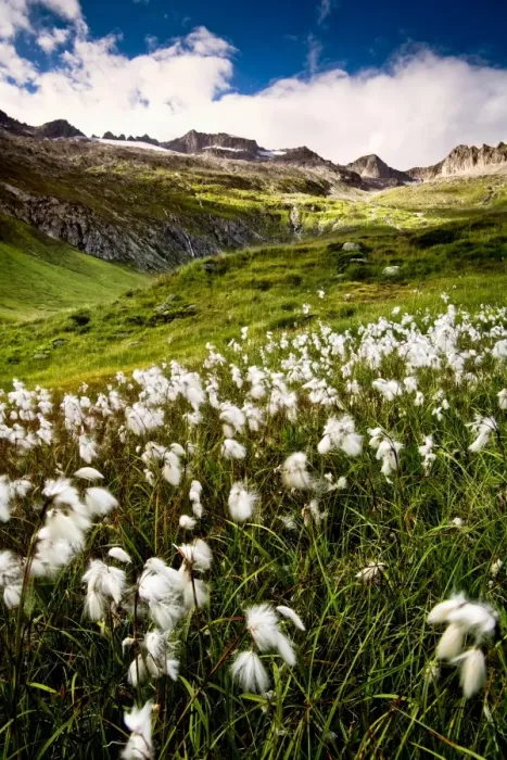 Framed Print : The Cotton Fields