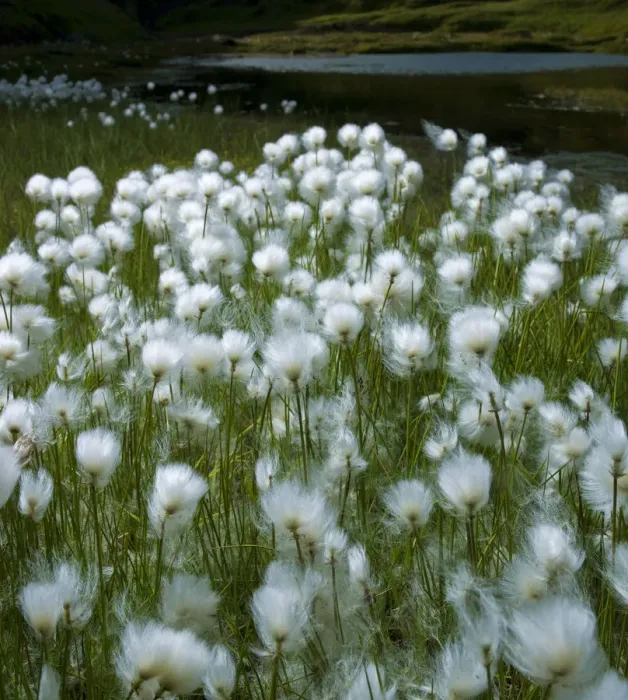 Framed Print : Cotton Grass