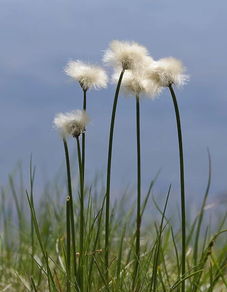Cotton grass -Eriophorum- at a small lake, Schladminger Tauern mountain range, Styria, Austria, Europe