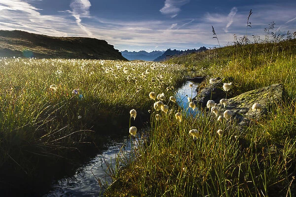 Cotton Grass -Eriophorum- with stream and mountain peaks, Gargellen, Montafon, Vorarlberg, Austria