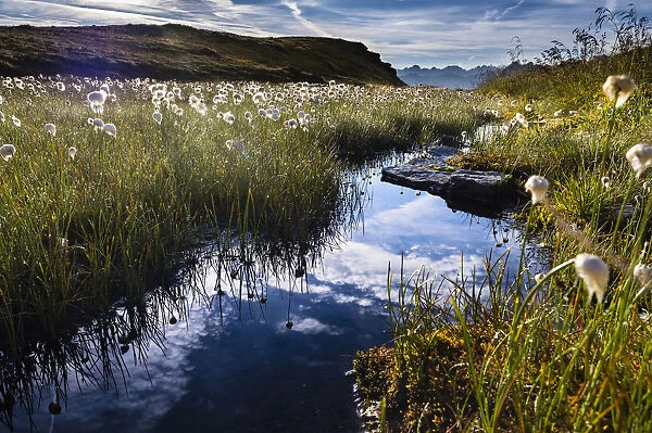 Cotton Grass -Eriophorum- with stream and mountains, Gargellen, Montafon, Vorarlberg, Austria