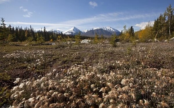 Cotton grass at Quill Creek, autumn, fall colours, Indian summer, St. Elias Mountains, Kluane National Park and Reserve behind, Yukon Territory, Canada