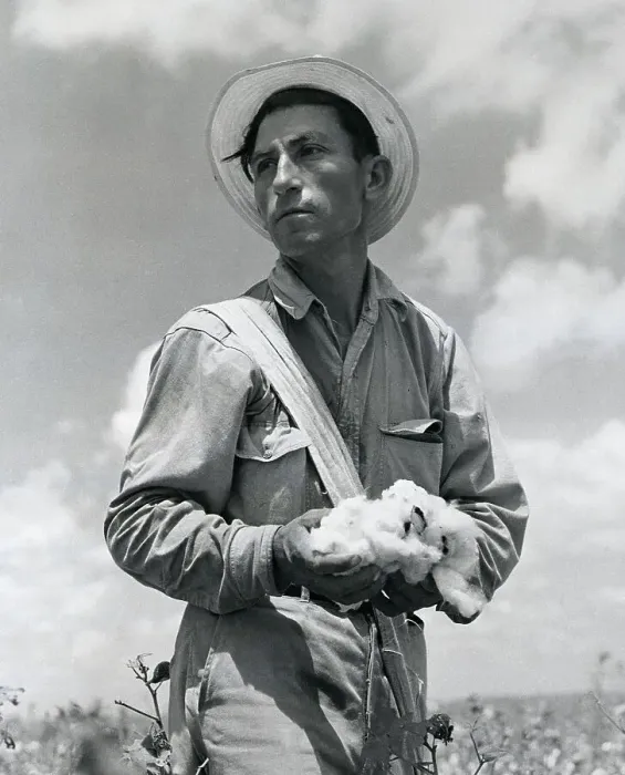 Framed Print : Cotton Picker