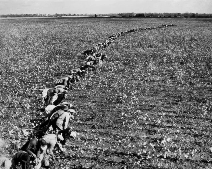Framed Print : Cotton Pickers Framed Print : Cotton Pickers