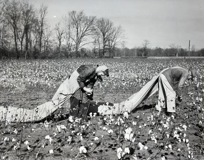 Framed Print : Cotton Pickers in Field Framed Print : Cotton Pickers in Field