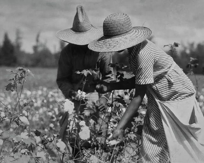 Framed Print : A Cotton Pickin Moment Framed Print : A Cotton Pickin Moment