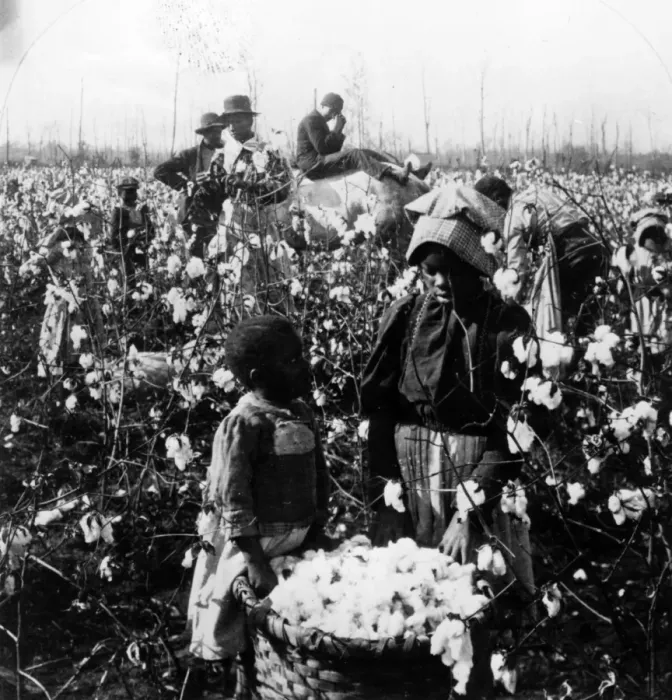 Framed Print : Cotton Picking Framed Print : Cotton Picking