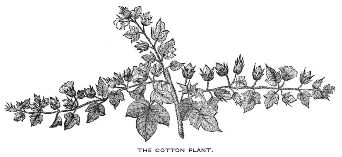 Framed Print : Cotton plant engraving 1844 Framed Print : Cotton plant engraving 1844