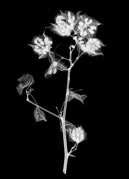 Cotton plant (Gossypium hirsutum), X-ray