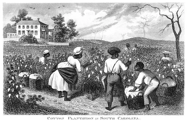 Cotton plantation USA engraving 1873