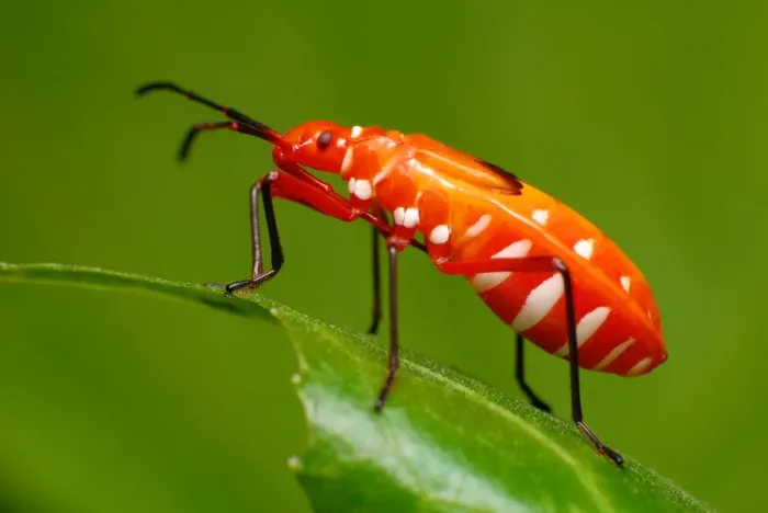 Framed Print : Cotton stainer bug