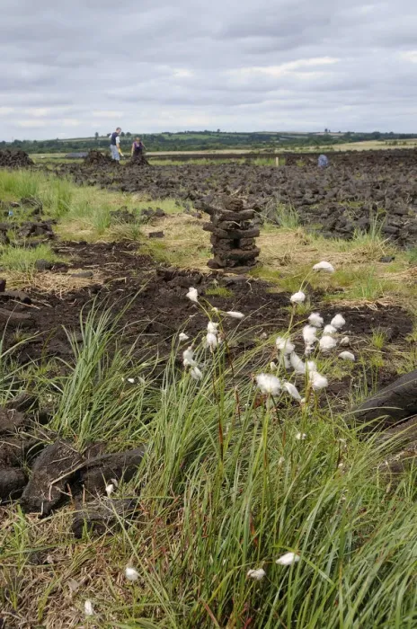 Framed Print : Cottongrass (Eriophorum angustifolium), in the back peat briquettes, Birr, Leinster, Republic of Ireland, Europe Framed Print : Cottongrass (Eriophorum angustifolium), in the back peat briquettes, Birr, Leinster, Republic of Ireland, Europe