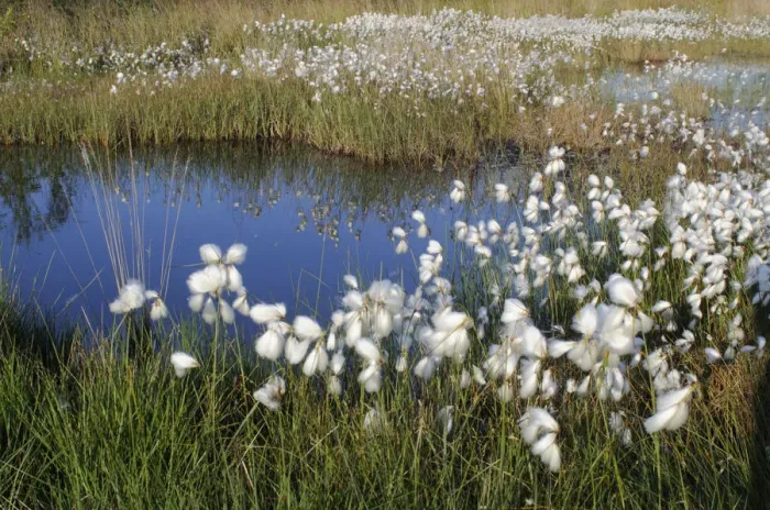 Framed Print : Cottongrass (Eriophorum angustifolium)