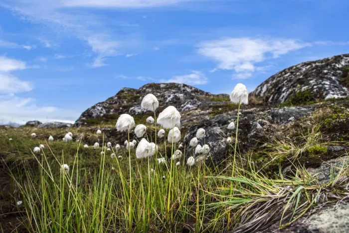Framed Print : Cottongrass (Eriophorum angustifolium) in Hundefjord, Qeqertarsuaq, Greenland