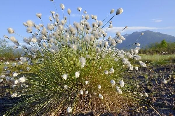 Cottongrass -Eriophorum sp. -, flowering perennial in a peat bog in Grundbeckenmoor marsh, Inntal, Voralpenland, Raubling, Upper Bavaria, Bavaria, Germany