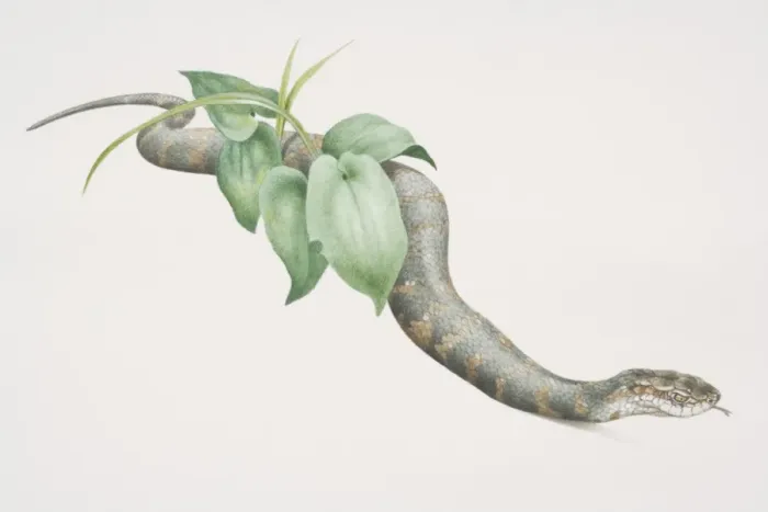 Framed Print : Cottonmouth (agkistrodon piscivorus) slithering through undergrowth, side view Framed Print : Cottonmouth (agkistrodon piscivorus) slithering through undergrowth, side view
