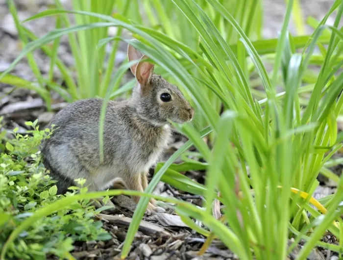 Framed Print : Cottontail rabbit (Sylvilagus), leveret, hiding among tufts of grass, Chicago, Illinois, United States of America, USA Framed Print : Cottontail rabbit (Sylvilagus), leveret, hiding among tufts of grass, Chicago, Illinois, United States of America, USA
