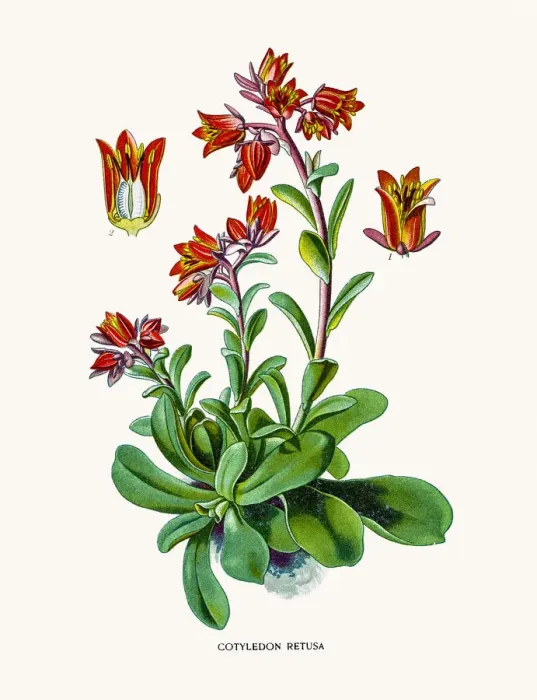 Framed Print : Cotyledon. Photo of an original Fine Lithograph Framed Print : Cotyledon. Photo of an original Fine Lithograph