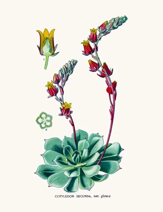 Framed Print : Cotyledon. Photo of an original Fine Lithograph Framed Print : Cotyledon. Photo of an original Fine Lithograph