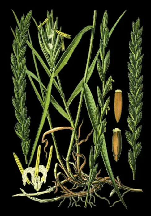 Framed Print : couch grass Framed Print : couch grass
