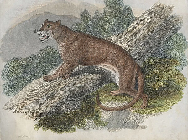 Cougar. A cougar or puma of the Americas, circa 1850