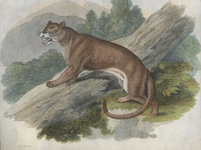 Framed Print : Cougar. A cougar or puma of the Americas, circa 1850 Framed Print : Cougar. A cougar or puma of the Americas, circa 1850