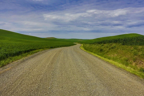 Country road through wheat fields of Palouse region in spring, Washington State, USA