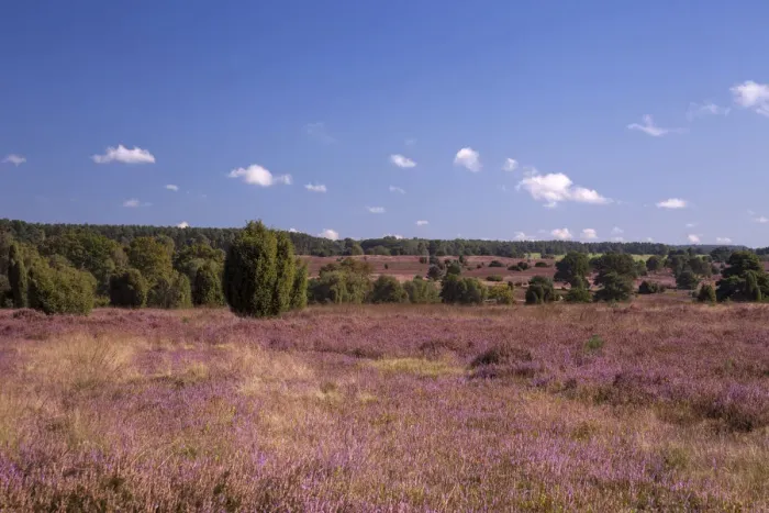 Framed Print : Countryside with flowering Heather -Calluna vulgaris-, heathland bloom season, Luneburg Heath Nature Park, near Schneverdingen, Lower Saxony, Germany Framed Print : Countryside with flowering Heather -Calluna vulgaris-, heathland bloom season, Luneburg Heath Nature Park, near Schneverdingen, Lower Saxony, Germany