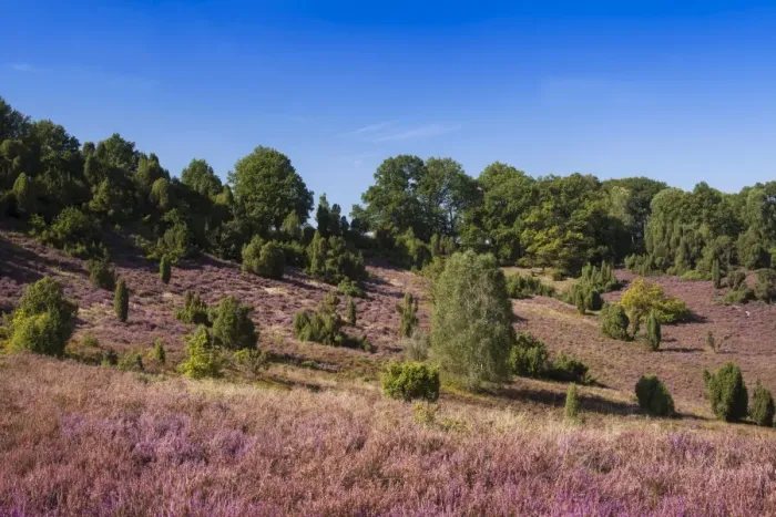 Framed Print : Countryside with flowering Heather -Calluna vulgaris-, heathland bloom season, Luneburg Heath Nature Park, near Undeloh at Totengrund, Lower Saxony, Germany Framed Print : Countryside with flowering Heather -Calluna vulgaris-, heathland bloom season, Luneburg Heath Nature Park, near Undeloh at Totengrund, Lower Saxony, Germany