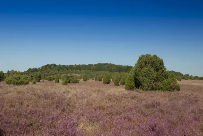 Framed Print : Countryside with flowering Heather -Calluna vulgaris- and Juniper, Luneburg Heath Nature Park, near Undeloh, Lower Saxony, Germany Framed Print : Countryside with flowering Heather -Calluna vulgaris- and Juniper, Luneburg Heath Nature Park, near Undeloh, Lower Saxony, Germany