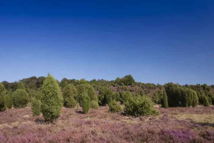 Framed Print : Countryside with flowering Heather -Calluna vulgaris- and Juniper, Luneburg Heath Nature Park, near Undeloh, Lower Saxony, Germany Framed Print : Countryside with flowering Heather -Calluna vulgaris- and Juniper, Luneburg Heath Nature Park, near Undeloh, Lower Saxony, Germany