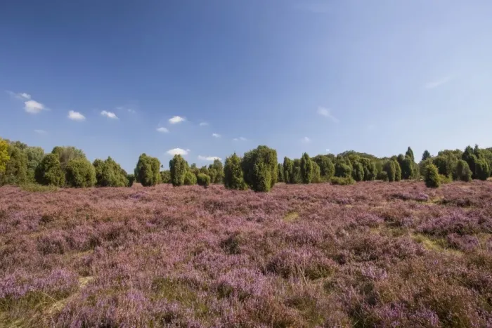 Framed Print : Countryside with flowering Heather -Calluna vulgaris- and Juniper, Luneburg Heath Nature Park, near Undeloh, Lower Saxony, Germany Framed Print : Countryside with flowering Heather -Calluna vulgaris- and Juniper, Luneburg Heath Nature Park, near Undeloh, Lower Saxony, Germany