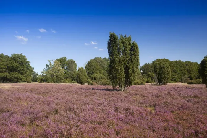 Framed Print : Countryside with flowering Heather -Calluna vulgaris- and Juniper, Luneburg Heath Nature Park, near Undeloh, Lower Saxony, Germany Framed Print : Countryside with flowering Heather -Calluna vulgaris- and Juniper, Luneburg Heath Nature Park, near Undeloh, Lower Saxony, Germany