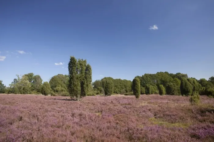 Framed Print : Countryside with flowering Heather -Calluna vulgaris- and Juniper, Luneburg Heath Nature Park, near Undeloh, Lower Saxony, Germany Framed Print : Countryside with flowering Heather -Calluna vulgaris- and Juniper, Luneburg Heath Nature Park, near Undeloh, Lower Saxony, Germany