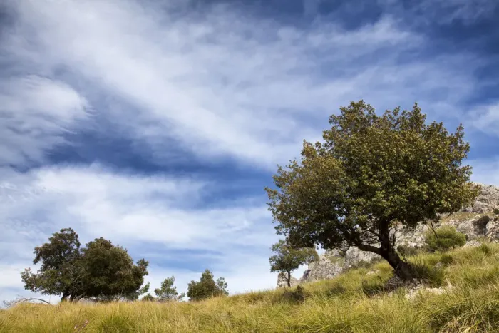Framed Print : Countryside landscape in Mallorca Framed Print : Countryside landscape in Mallorca