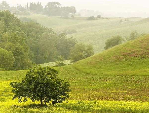 Countryside in mist, Chianti, Toscana, Italy