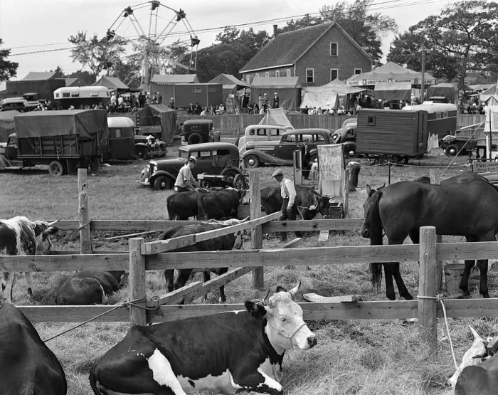 Framed Print : County Fair Scene With Horse & Cow Pen In Foregrou Framed Print : County Fair Scene With Horse & Cow Pen In Foregrou