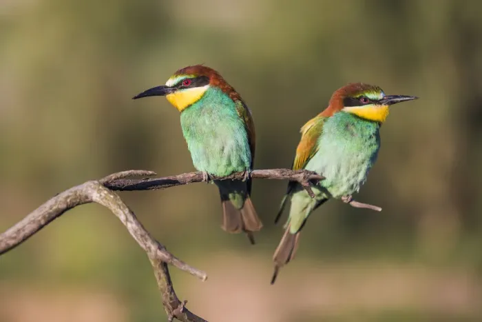 Framed Print : Couple of European bee-eater - Merops apiaster - on a branch in the morning Framed Print : Couple of European bee-eater - Merops apiaster - on a branch in the morning