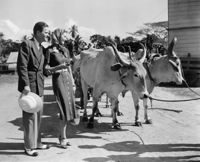 Framed Print : Couple looking at cows pulling cart (B&W) Framed Print : Couple looking at cows pulling cart (B&W)