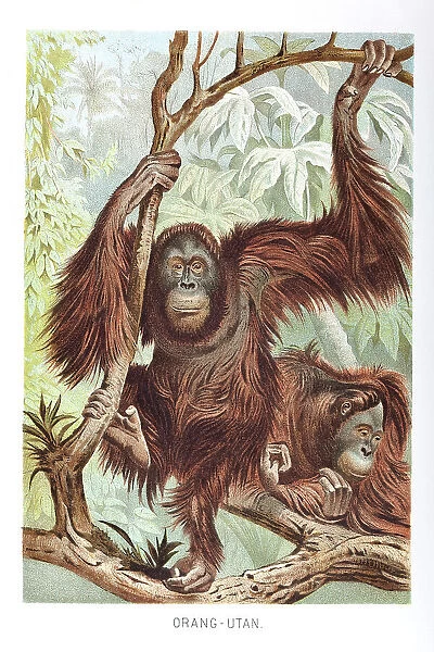 Couple of Orang-Utan in the rainforest of Borneo
